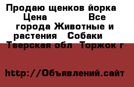Продаю щенков йорка › Цена ­ 10 000 - Все города Животные и растения » Собаки   . Тверская обл.,Торжок г.